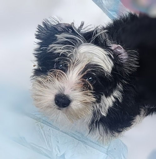 Chili, an adoptable Shih Tzu in Oakland Park, FL