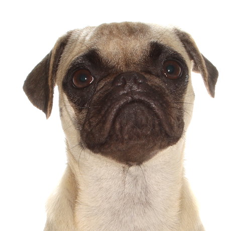 Daisy, an adoptable Pug in Oakland Park, FL