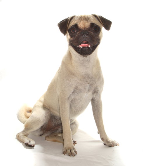 DAISY - Pug available for adoption