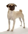 Daisy - Photo 3