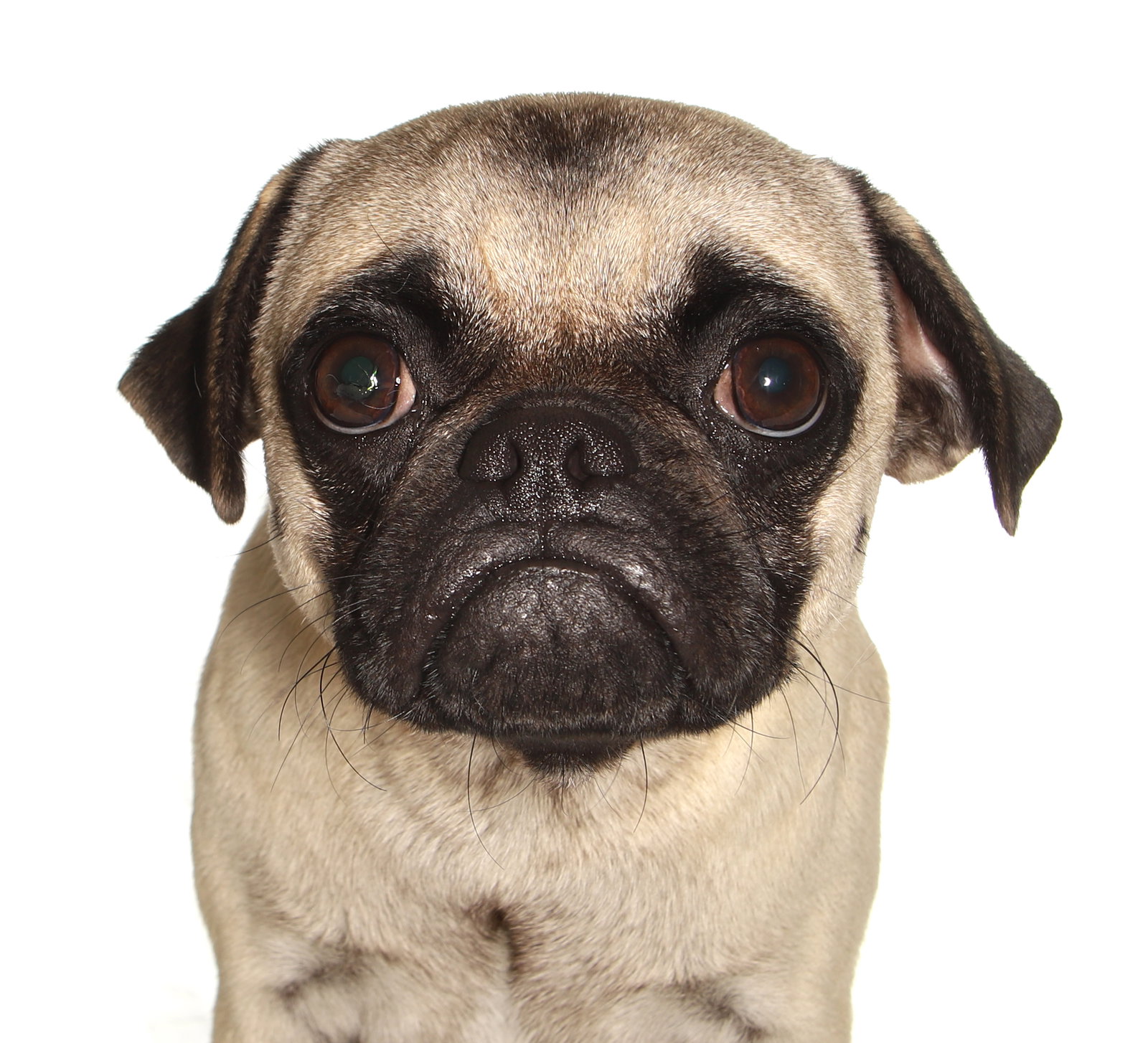 Theodore Image