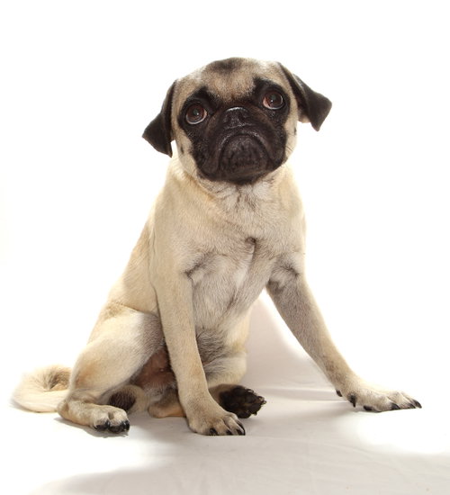 THEODORE - Pug available for adoption