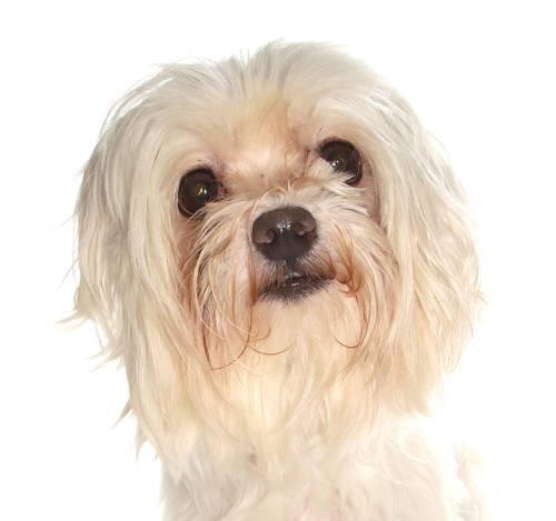 Mist, an adoptable Maltese in Oakland Park, FL