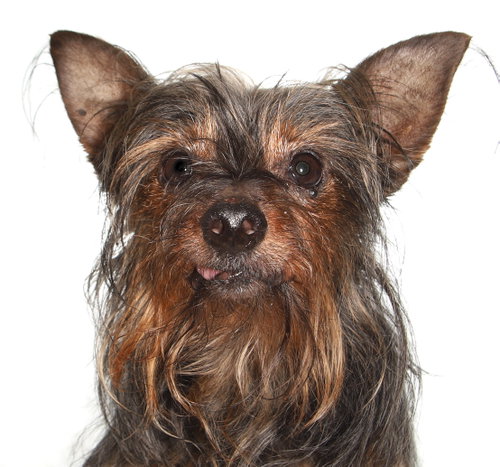 Miguel, an adoptable Yorkshire Terrier Yorkie in Oakland Park, FL