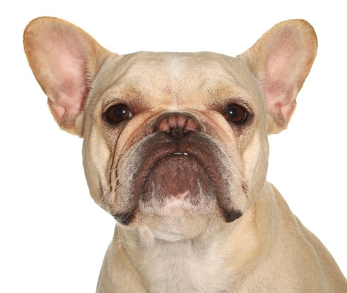 Nami, an adoptable French Bulldog in Oakland Park, FL
