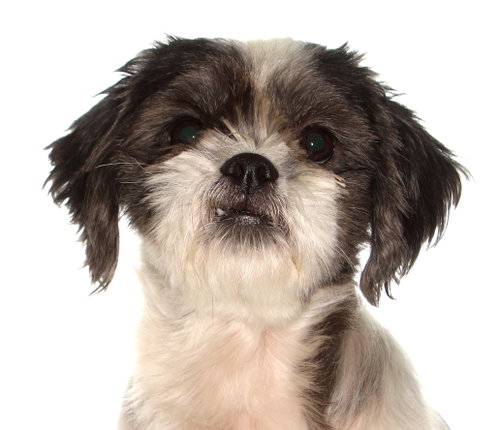 Robin, an adoptable Shih Tzu in Oakland Park, FL