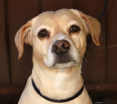 Sara, an adoptable Yellow Labrador Retriever in Oakland Park, FL