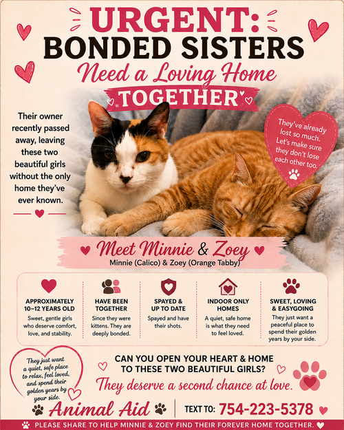 Two sisters - one Bond, an adoptable Domestic Short Hair in Oakland Park, FL