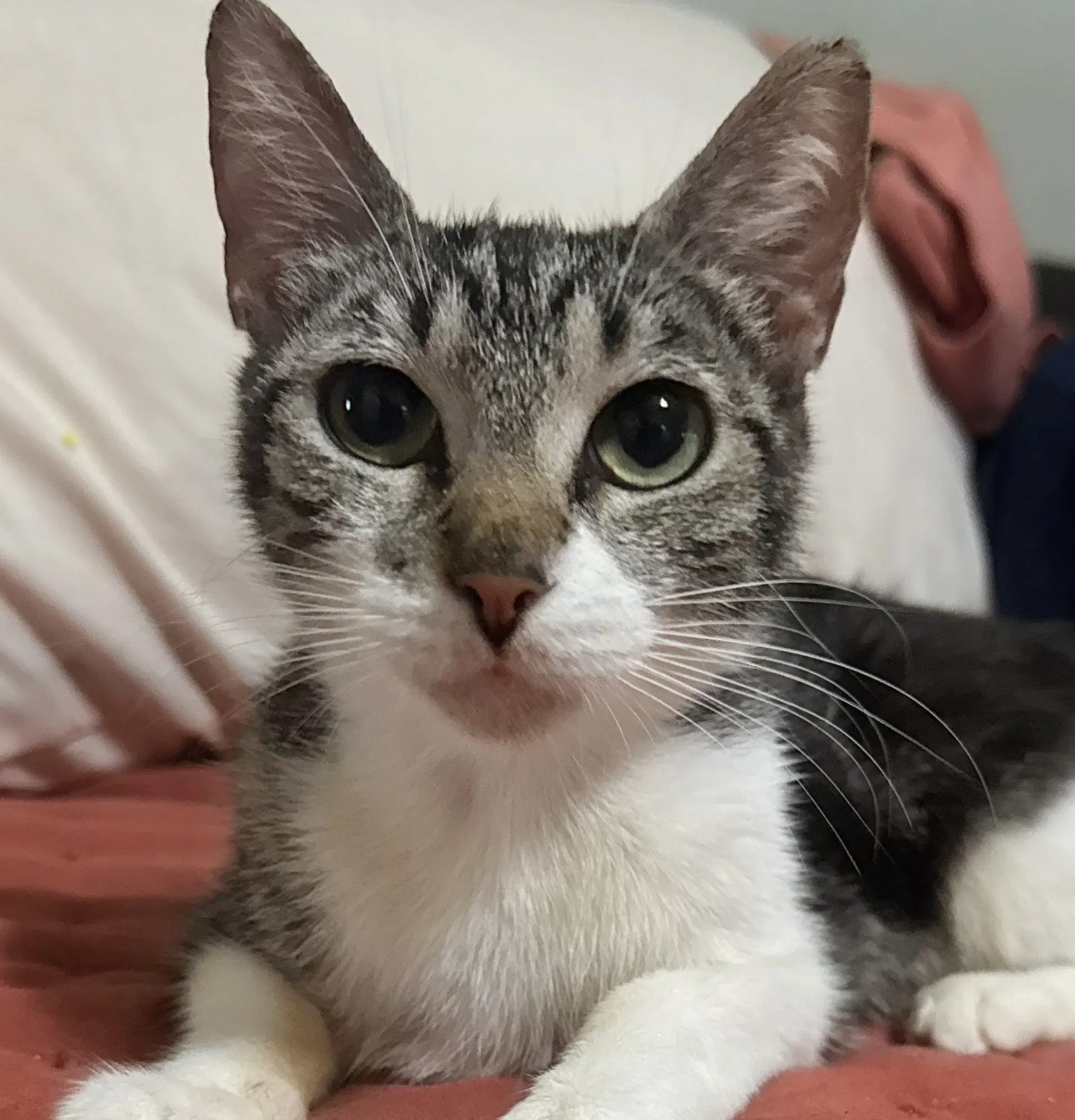 Annie - Tabby