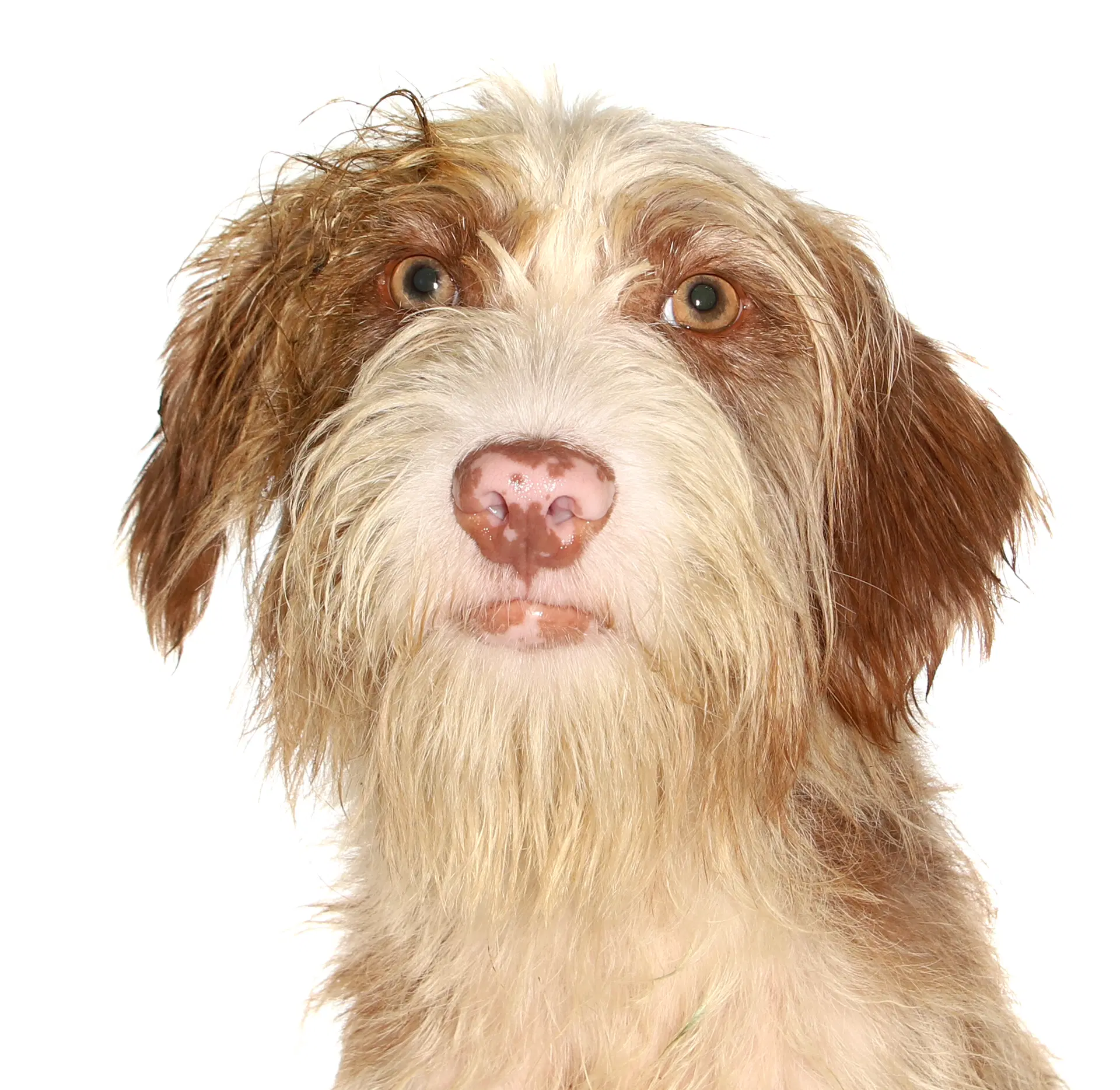 Sugar - Poodle (Standard)