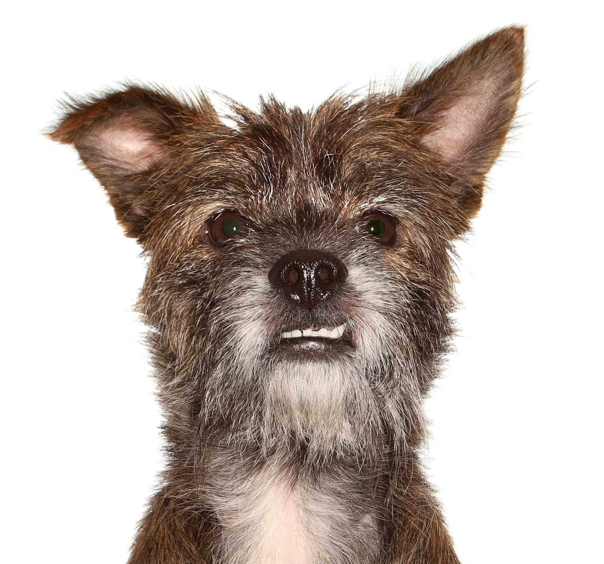 Tyson - Schnauzer