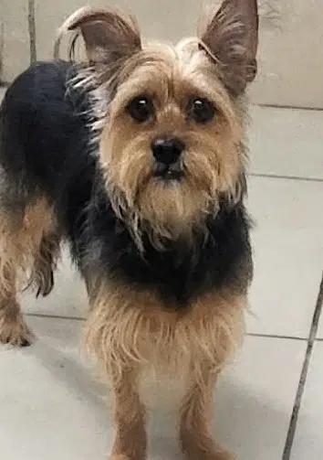 Maxwell - Yorkshire Terrier Yorkie