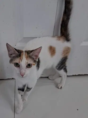 Missy J - Psp Foster Home - Domestic Short Hair