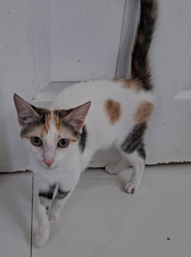 picture of the cat needing adoption