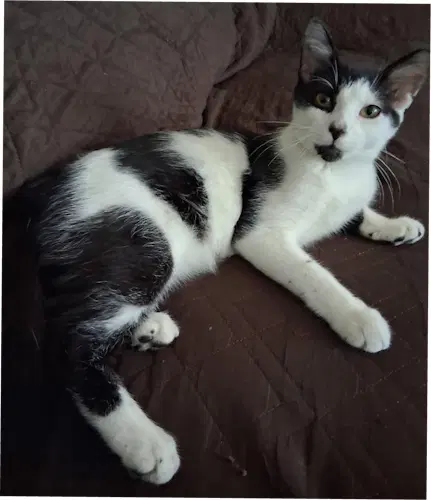 Prince - Psp Foster Home - Domestic Short Hair
