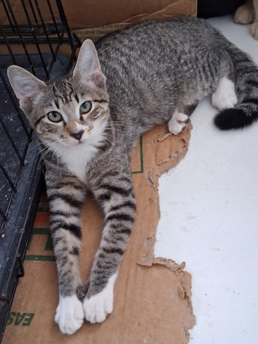 picture of the cat needing adoption