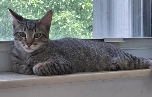 Zack - Psp Foster Home - Domestic Short Hair