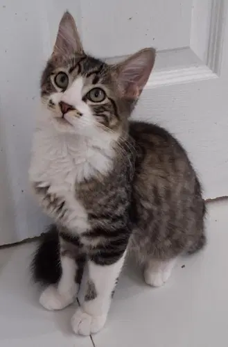 Queek - Psp Foster Home - Domestic Short Hair