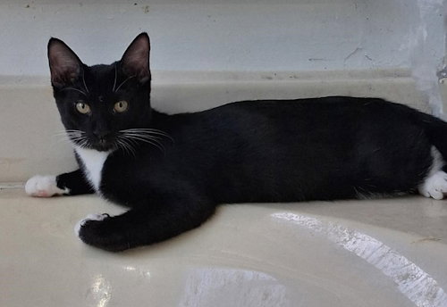 picture of the cat needing adoption
