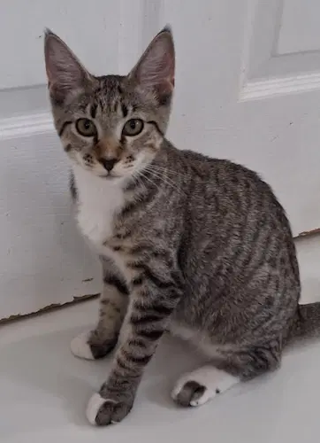 Zina - Psp Foster Home - Domestic Short Hair