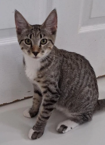 Zina - Psp Foster Home