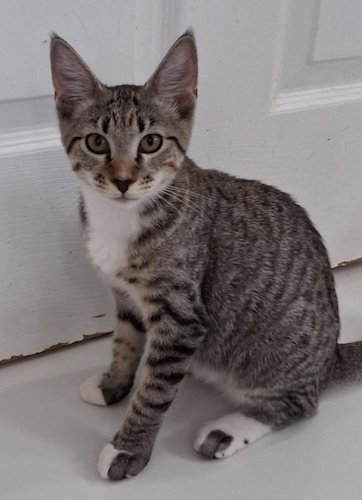 picture of the cat needing adoption