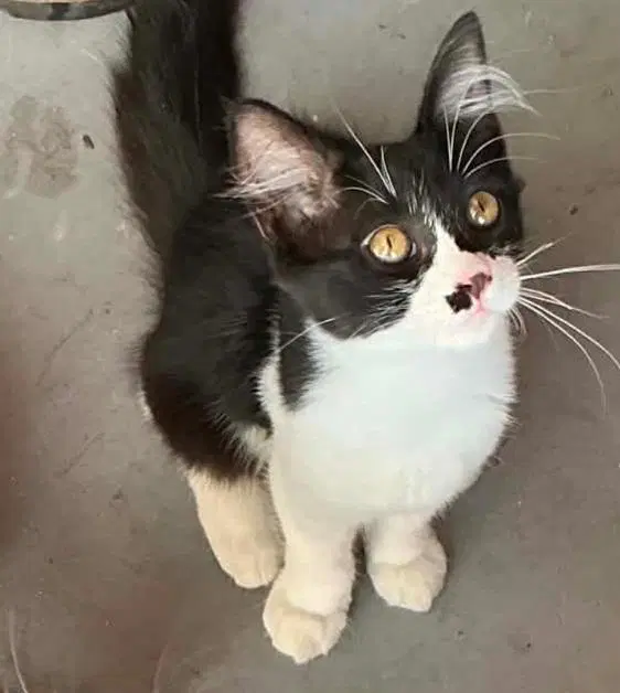 Cindy Crawford - Psp Foster Home - Domestic Short Hair