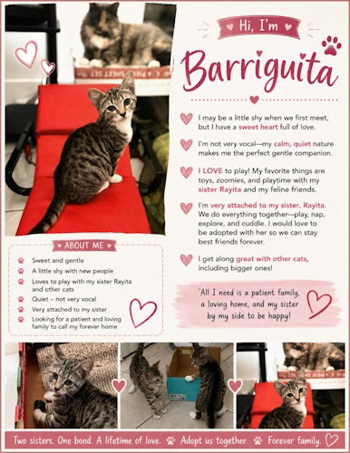 picture of the cat needing adoption