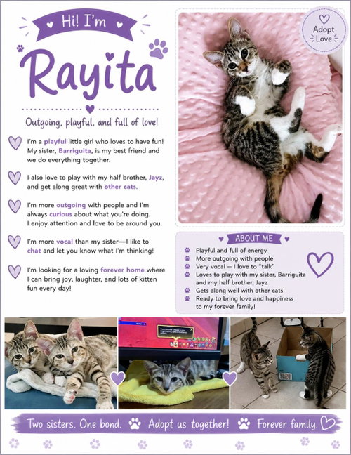 picture of the cat needing adoption