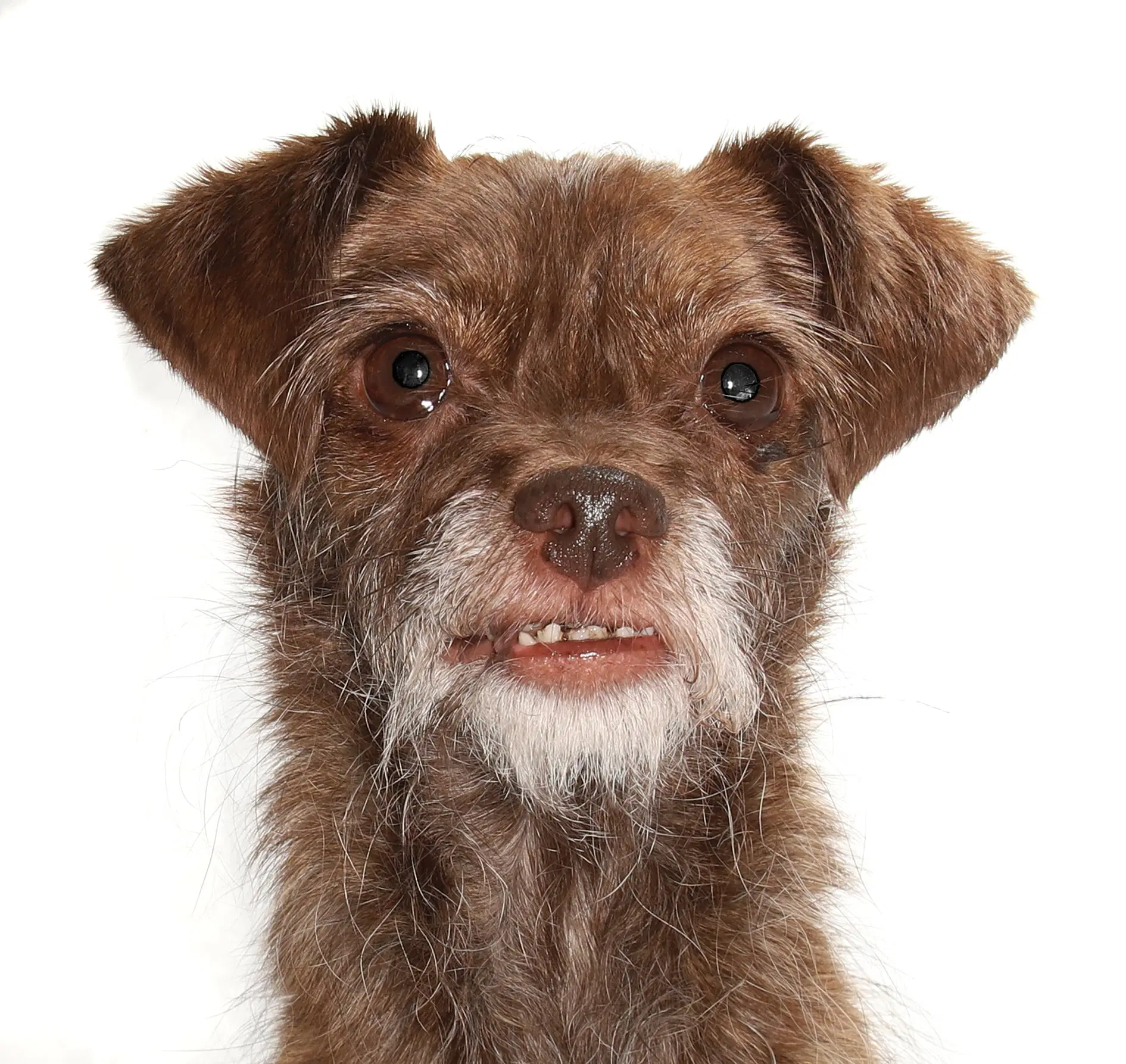 Chibi - Yorkshire Terrier Yorkie