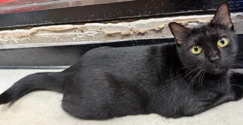 Sunny - Psp - Domestic Short Hair