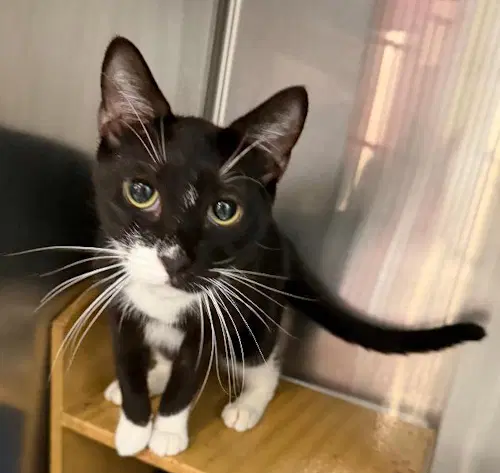 Domino - Psp - Domestic Short Hair