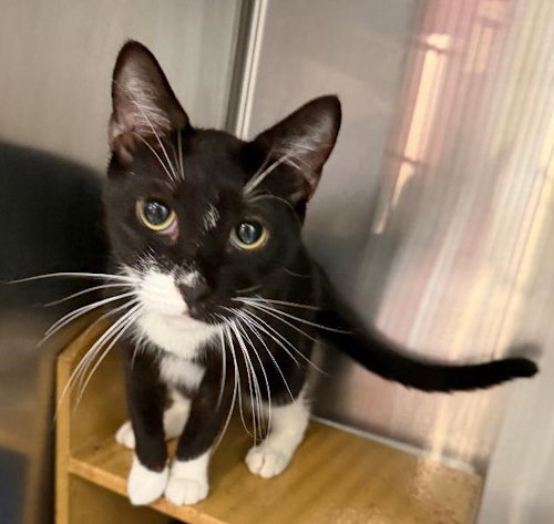 picture of the cat needing adoption