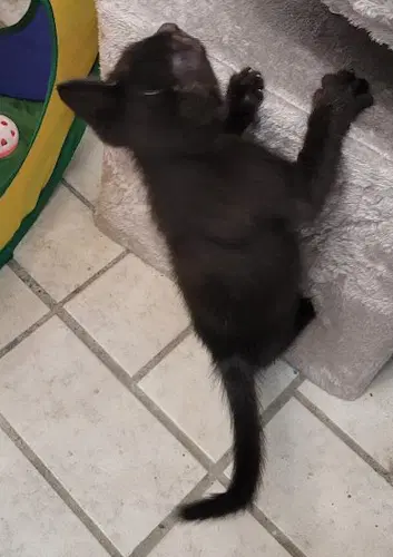Axel - Psp - Domestic Short Hair