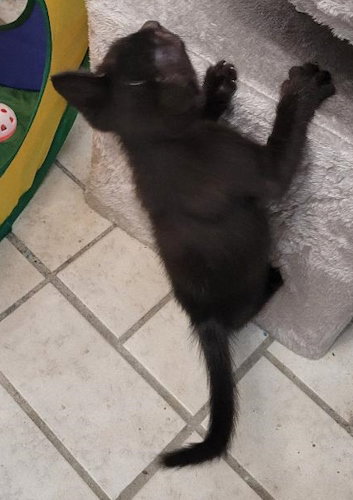 Photo 2 of Axel - PSP Foster Home