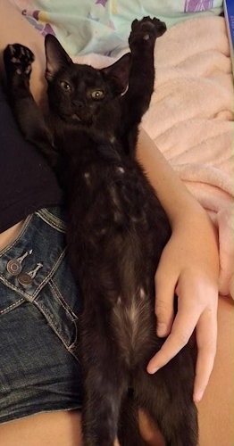 picture of the cat needing adoption