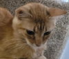 Braxton - PSP - Photo 1