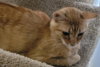 Braxton - PSP - Photo 2