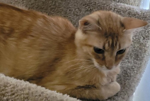 BRAXTON - PSP - Domestic Short Hair available for adoption