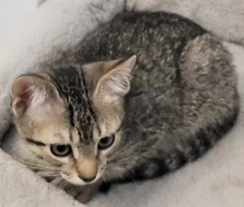 Jetta - Psp - Domestic Short Hair