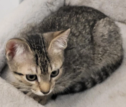Jetta - Psp Foster Home