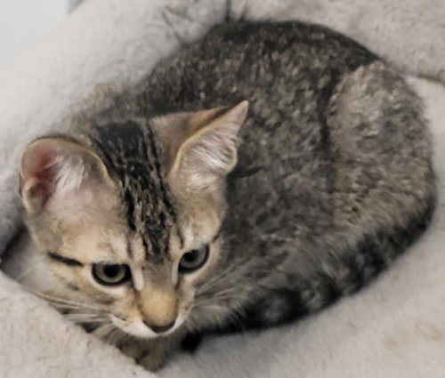 picture of the cat needing adoption