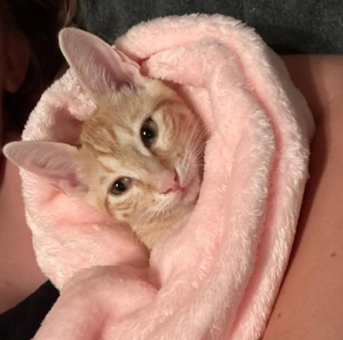 picture of the cat needing adoption