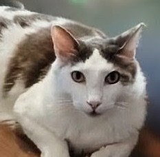 picture of the cat needing adoption