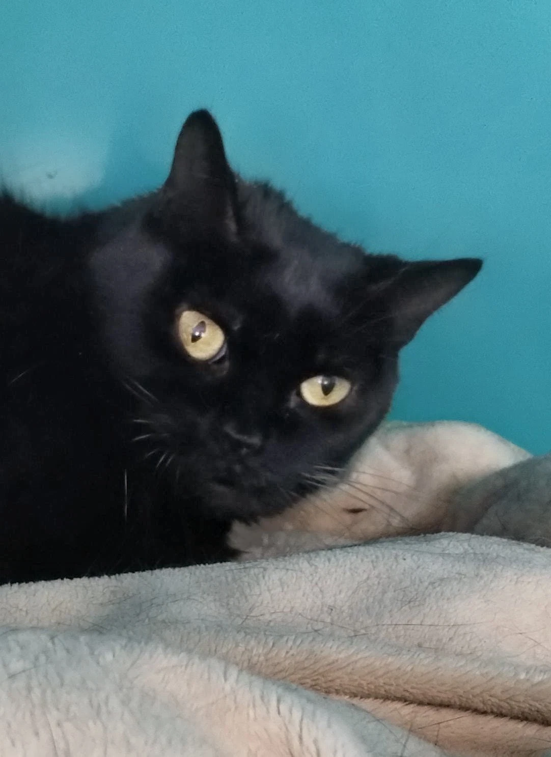 Simon
