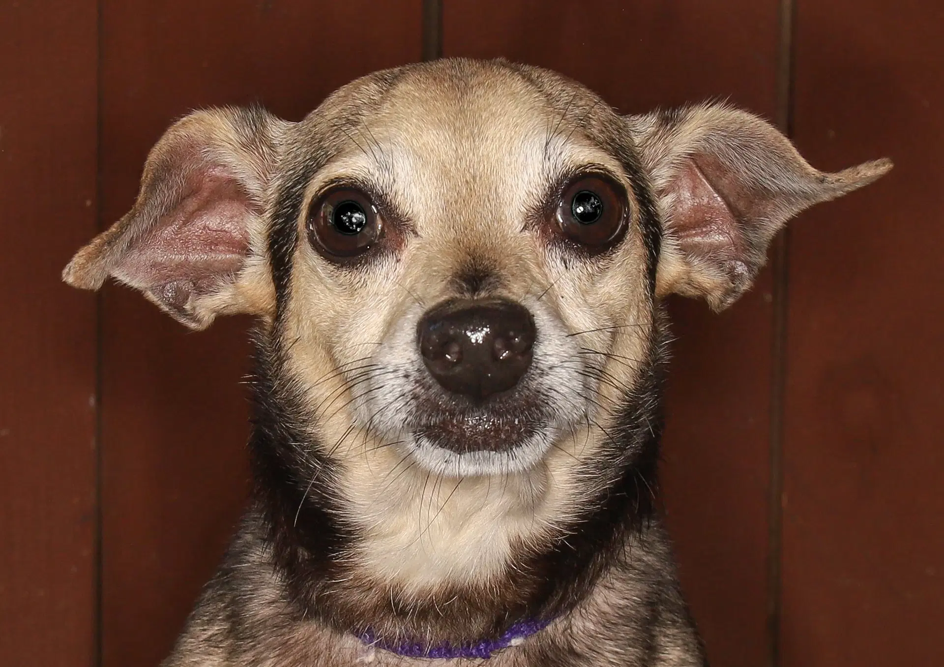 Scooby - Chihuahua