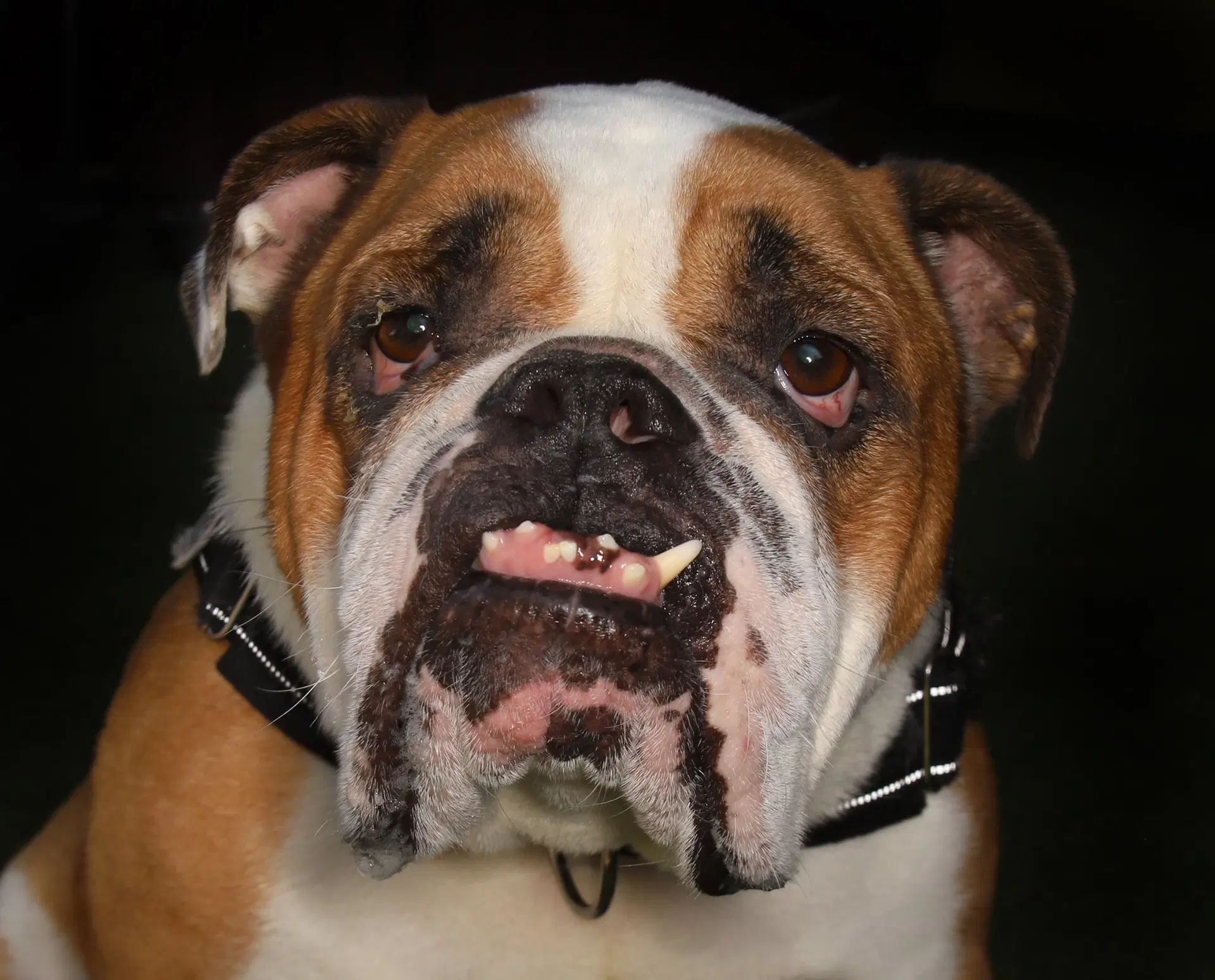 Renzo - English Bulldog