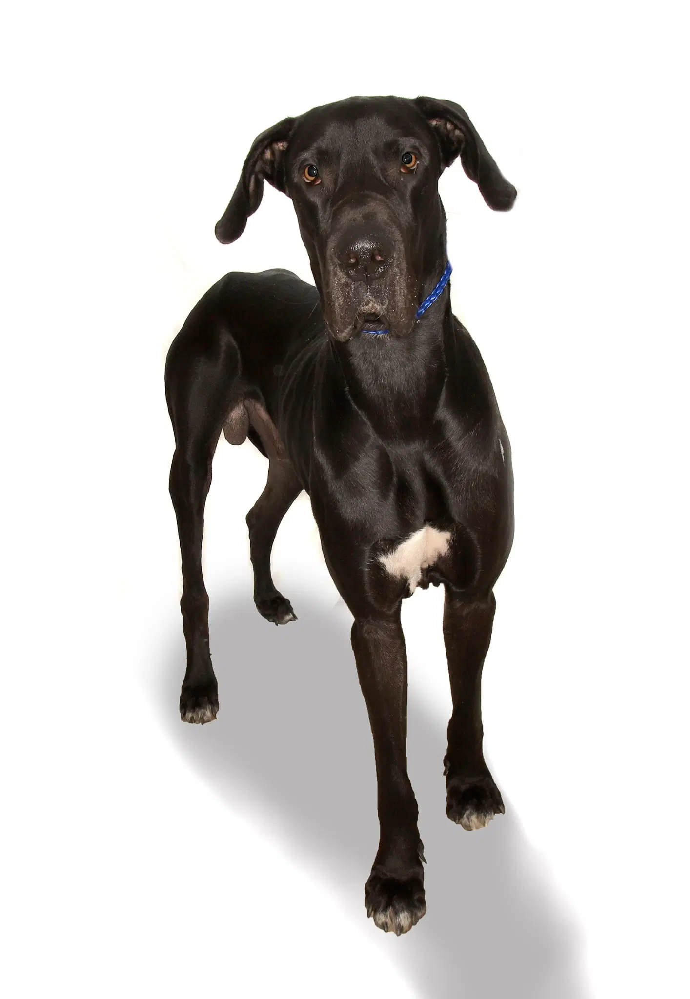 King - Great Dane