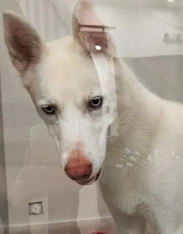 Lua - Husky