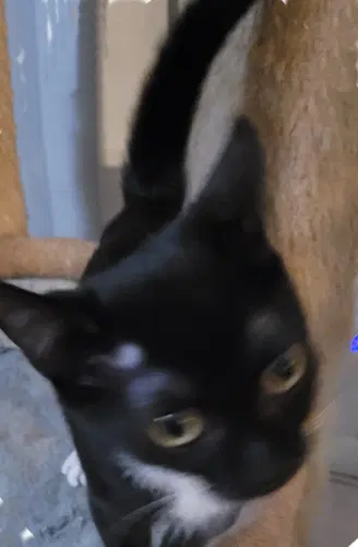 Thumbelina - Psp Foster Home - Domestic Short Hair